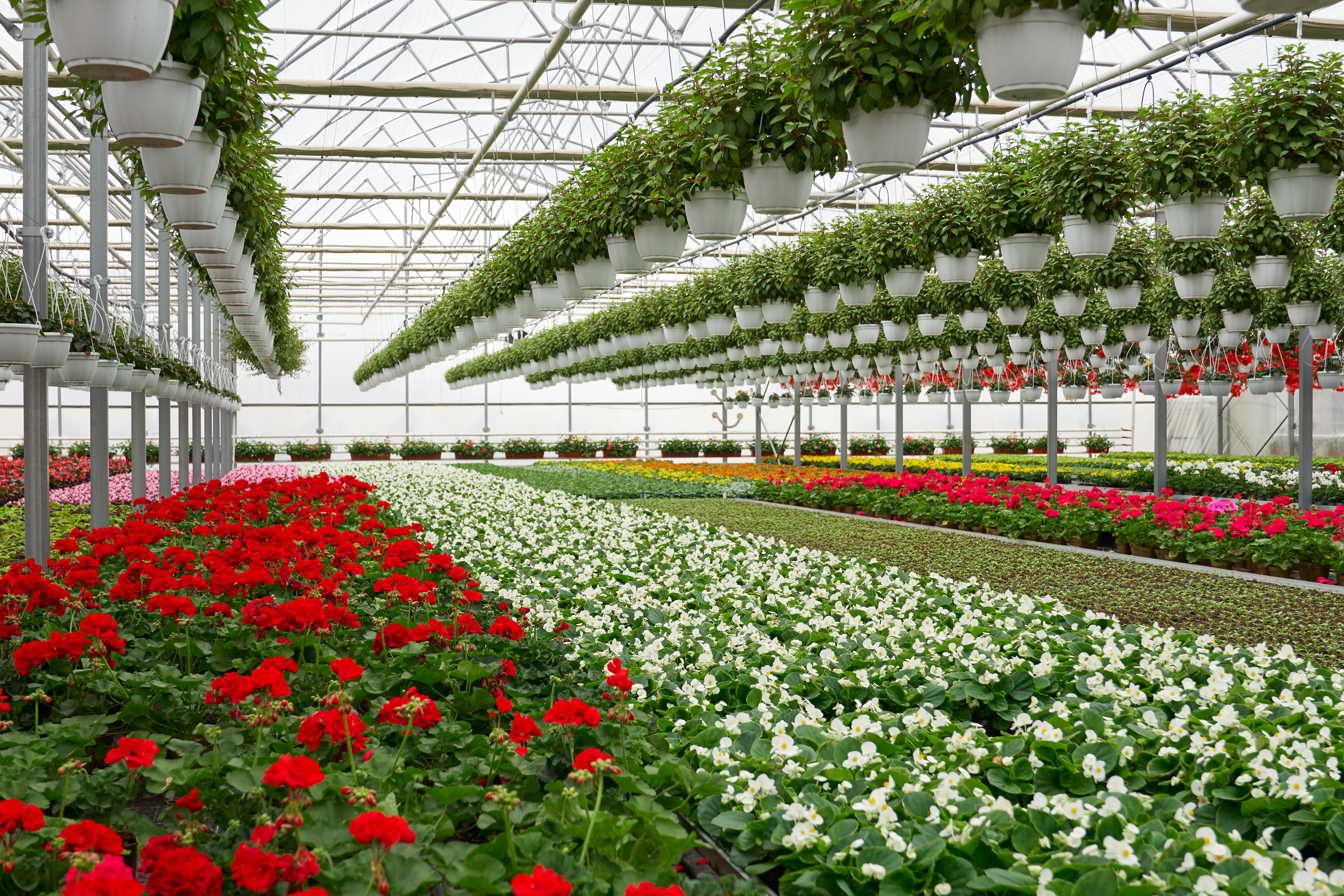 Greenhouse